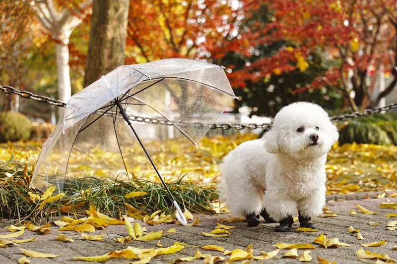 RAINY DAY Dog shoes Black