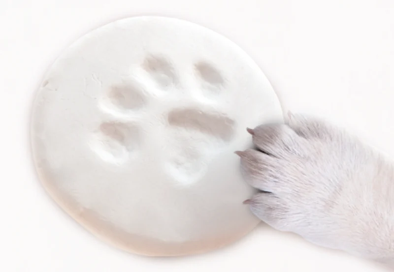 PAWVINCI Paw print kit