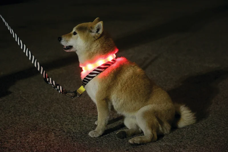 FLASH LED rechargeable collar Orange