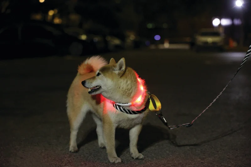 FLASH LED rechargeable collar Orange