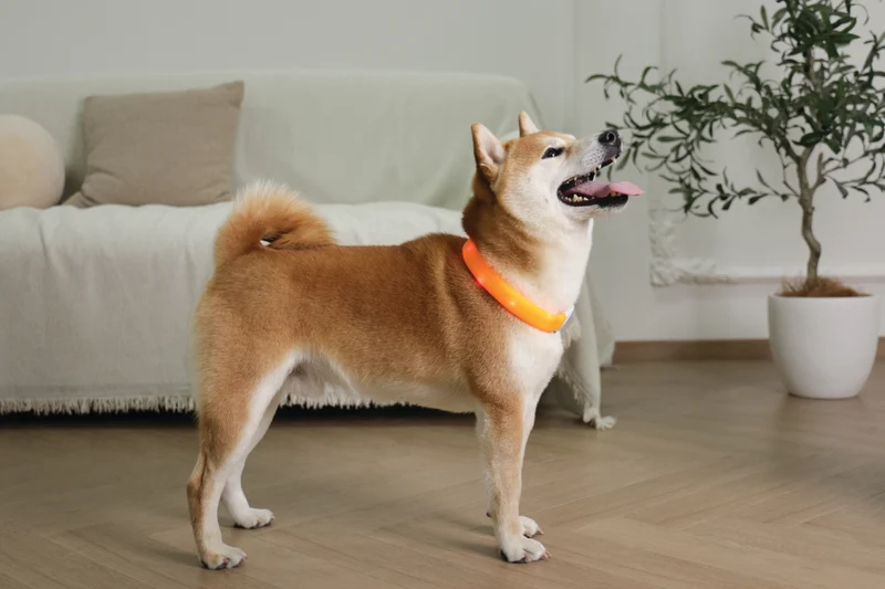 FLASH LED rechargeable collar Orange