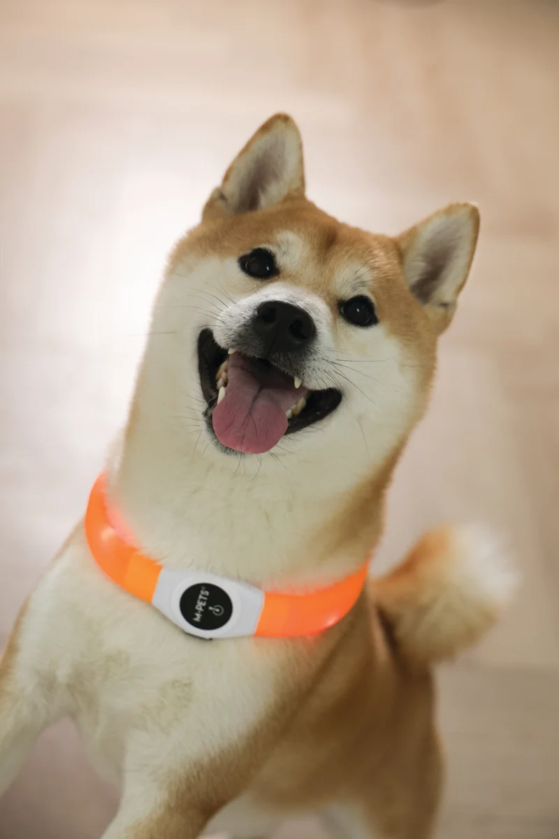 FLASH LED rechargeable collar Orange