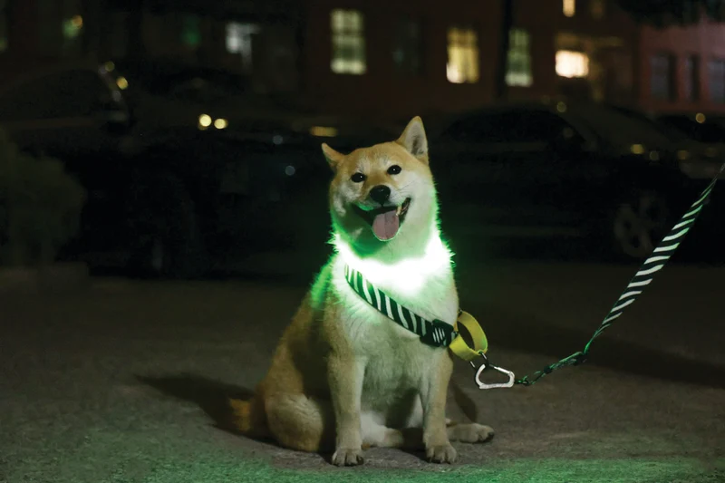 FLASH LED rechargeable collar Green