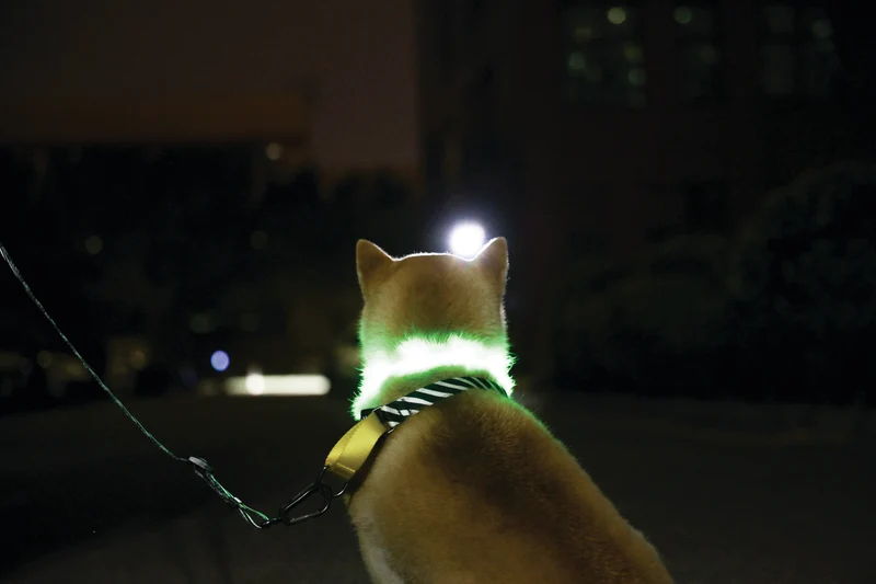 FLASH LED rechargeable collar Green