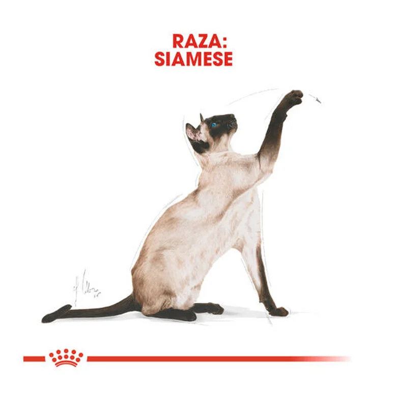 Royal Canin Adult Siamese