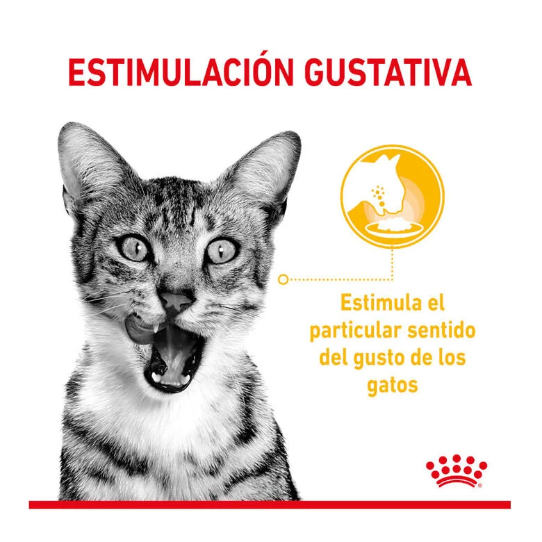Royal Canin Sensory Taste 85 Gr (Sobre Salsa)