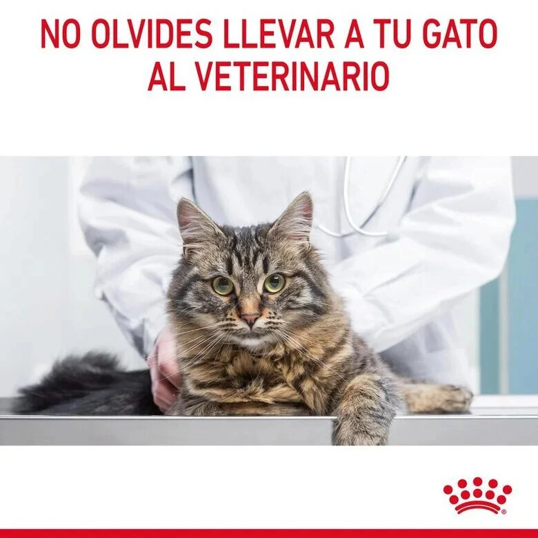 Royal Canin Digestive Sensitive Care 85 Gr (Salsa)