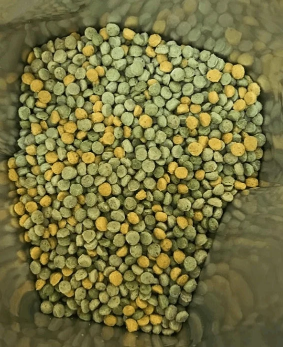 Softbol Plus 250 gramos (Insectos) 29% Proteína (Alternativa a Insectos Congelados)