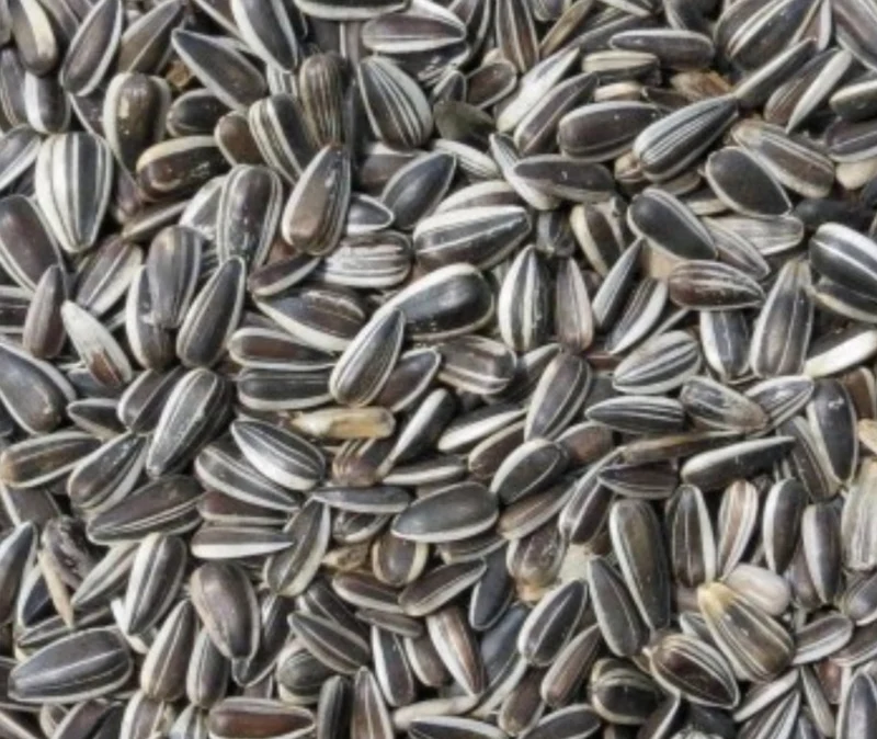 Pipas de girasol rayadas 12,5 kg