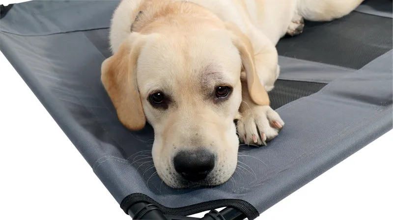 ELEVATED Pet Bed Grey