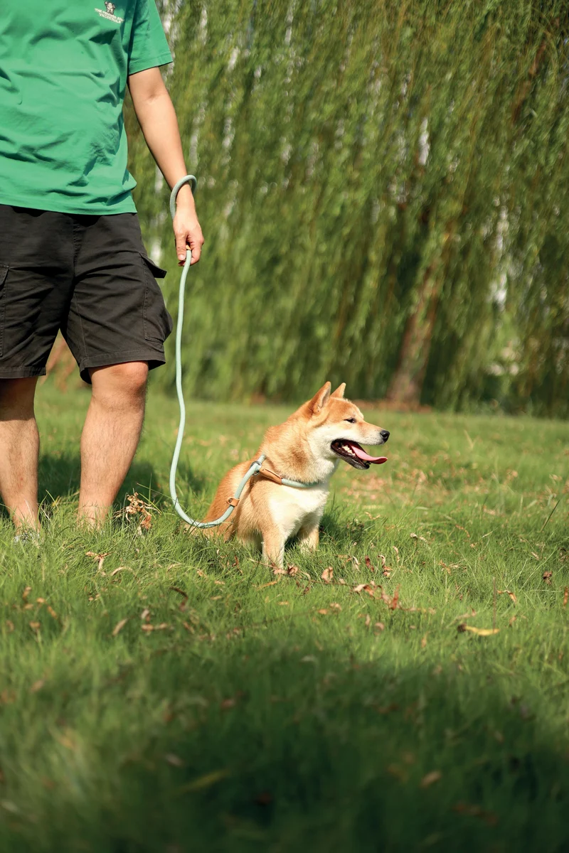 ECO Dog Leash & Collar 2 in 1 White