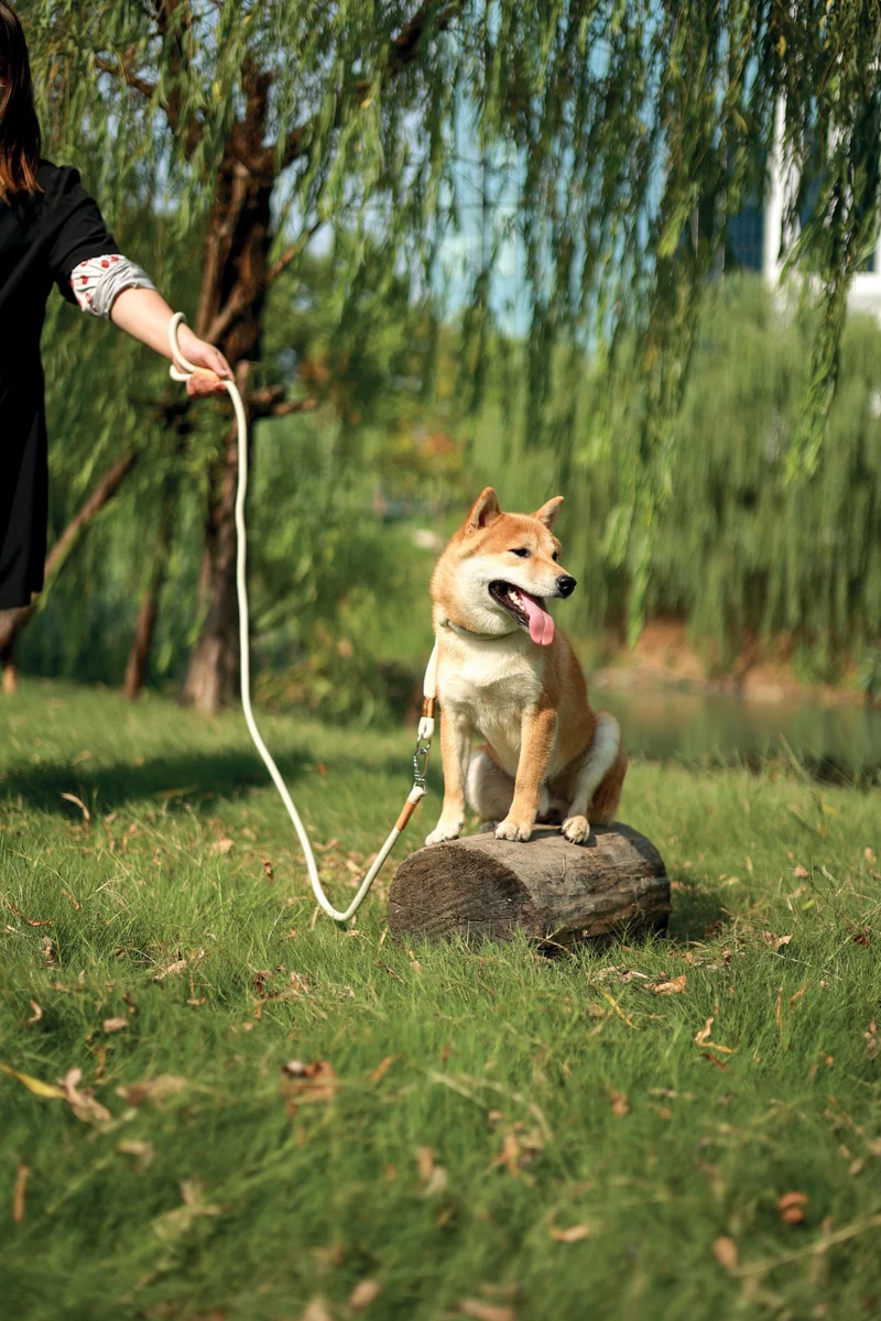ECO Dog Leash & Collar 2 in 1 White