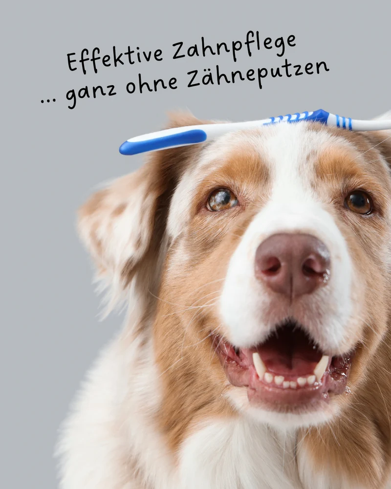 Riolino FreshBite – Zahnpflege natural para perros