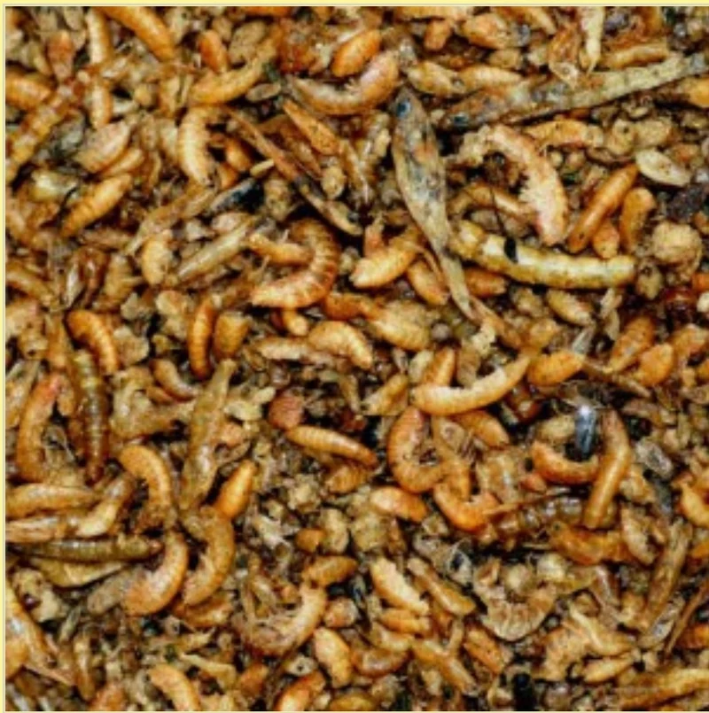Nutribird Patee de Insectos Premium 2 kg Mínimo. 50% Insectos. Alimento completo para todos los insectívoros