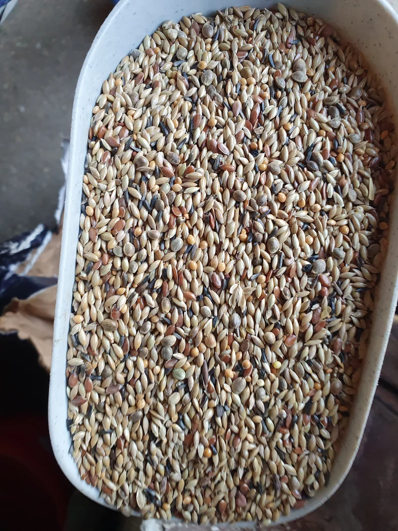 Mix Postura Premium Para Canarios Sin Colza 20kg - Easyyem