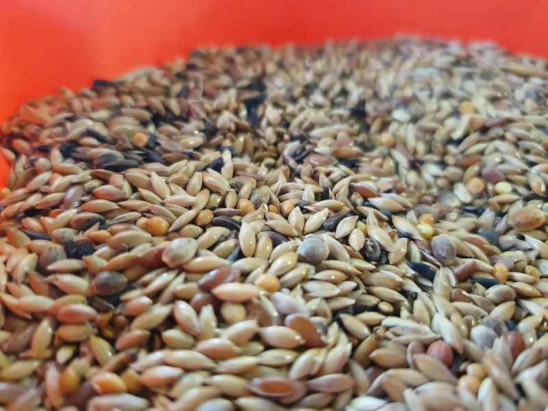 Mix Postura Premium Para Canarios Sin Colza 20kg - Easyyem