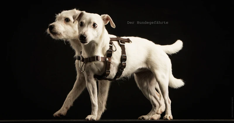 Protector antiestrés STURMFREI® Saver para pequeños perros