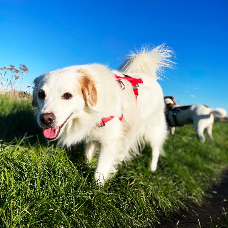 Protector antiestrés STURMFREI® Saver para pequeños perros