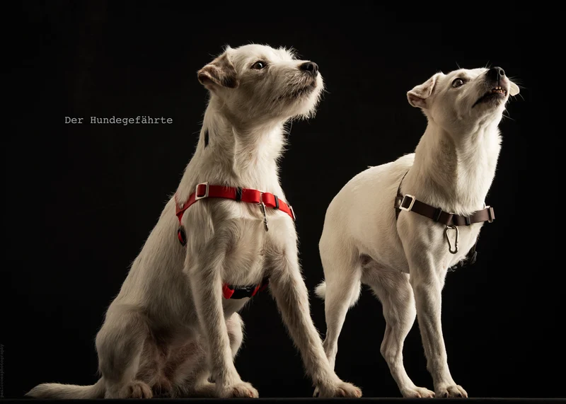 Protector antiestrés STURMFREI® Saver para pequeños perros