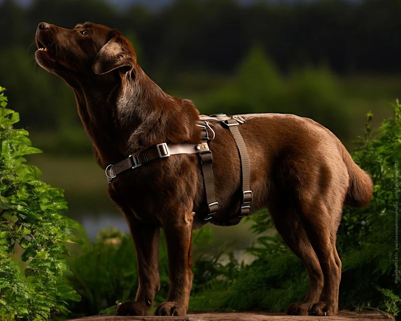 Anti-Stress-Geschirr STURMFREI® Saver para pequeños bis mittlere Hunde