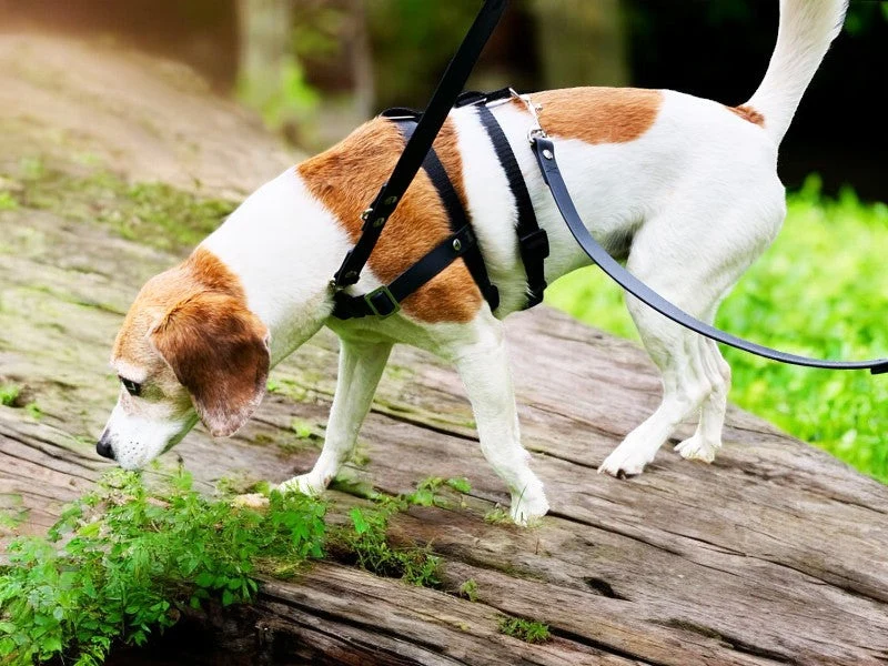 Anti-Stress-Geschirr STURMFREI® Saver para pequeños bis mittlere Hunde
