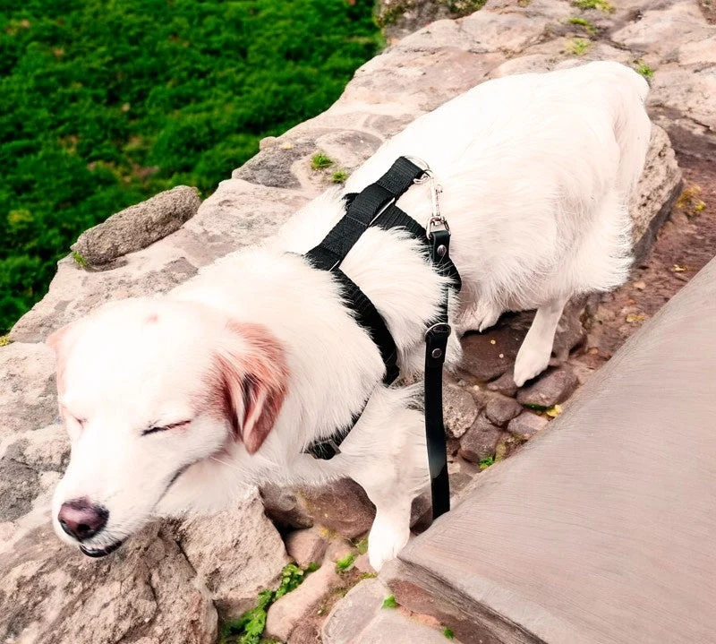 Anti-Stress-Geschirr STURMFREI® Saver para pequeños bis mittlere Hunde