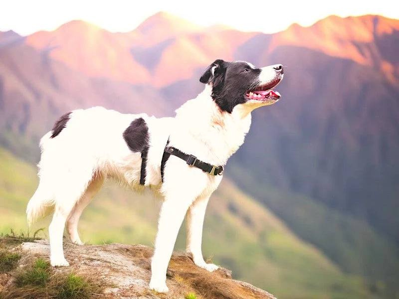Anti-Stress-Geschirr STURMFREI® Saver para pequeños y grandes perros