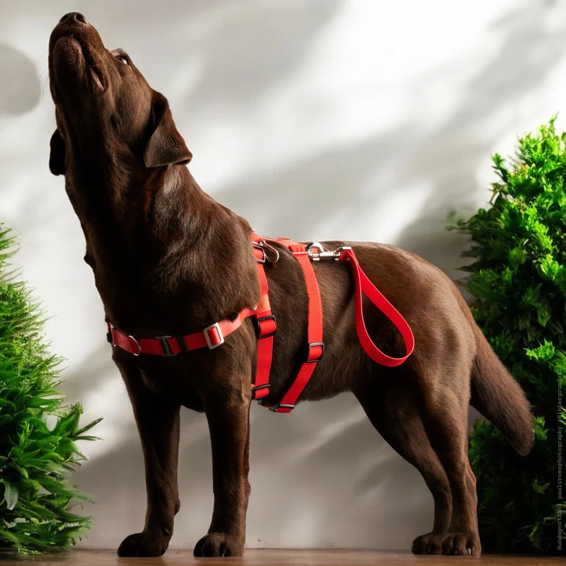 Anti-Stress-Geschirr STURMFREI® Saver para pequeños y grandes perros