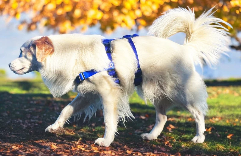 Anti-Stress-Geschirr STURMFREI® Saver para pequeños y grandes perros