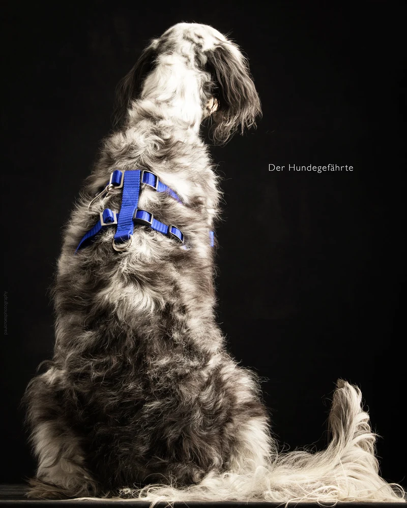 Anti-Stress-Geschirr STURMFREI® Saver para pequeños y grandes perros