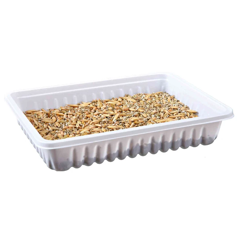 Hierba para Plantar para Gatos — Hierba Gatera Fresca Natural