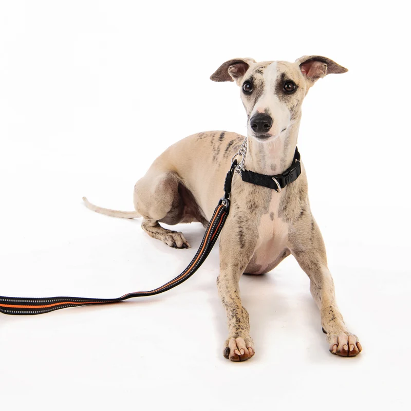 HIKING Leash Orange