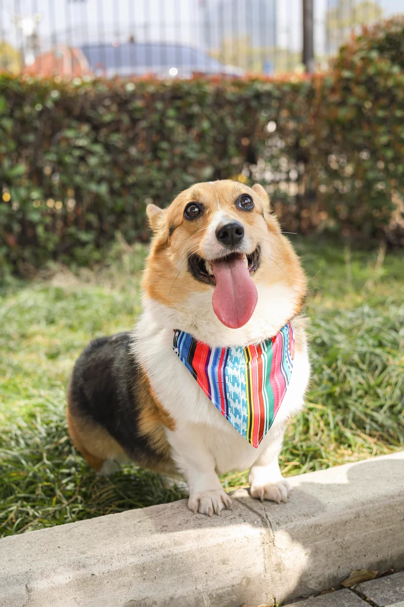 URBAN STYLE Jazz Stripes Bandana Collar