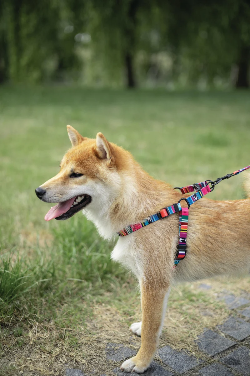 URBAN STYLE Jazz Stripes Harness