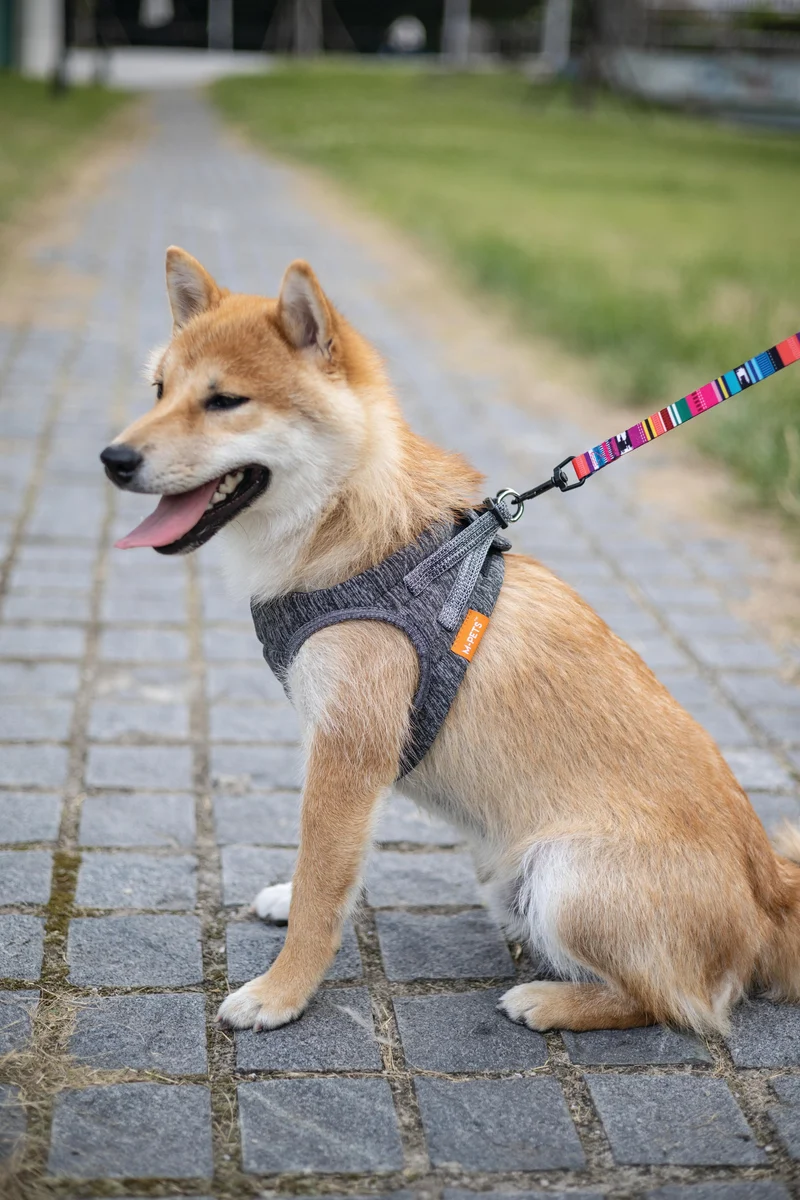URBAN STYLE Jazz Stripes Leash
