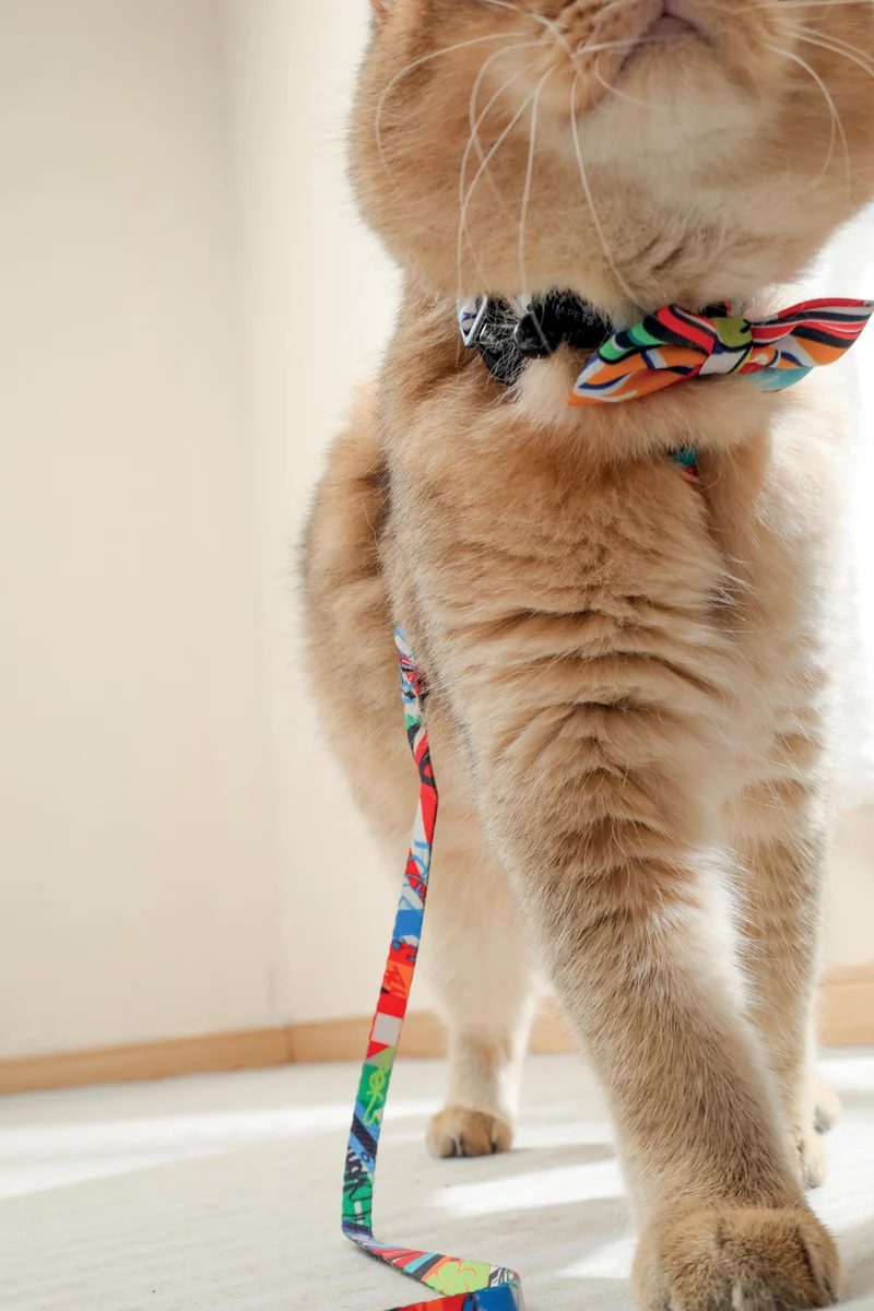 URBAN STYLE Freestyle Box Tie