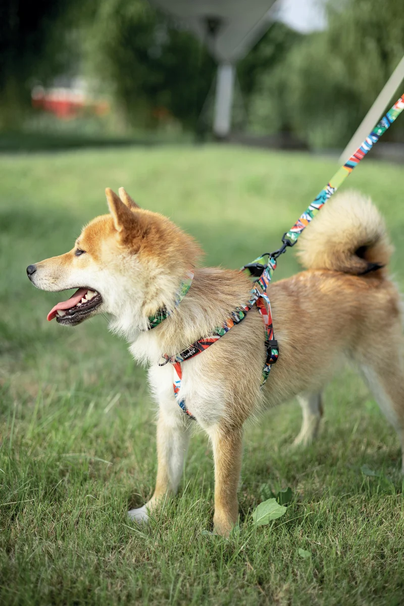 URBAN STYLE Freestyle Leash