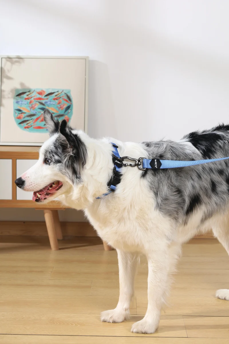 GENTLE DOG Collar Blue