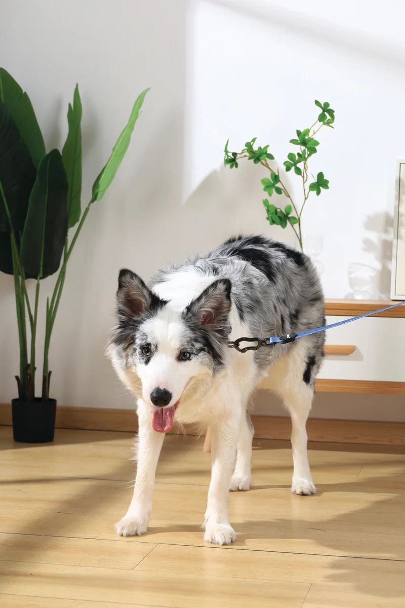 GENTLE DOG Collar Blue