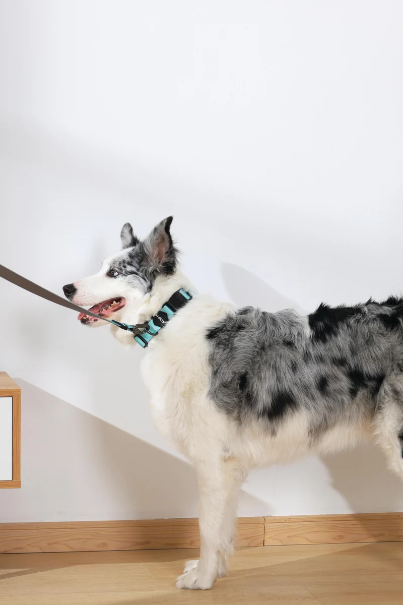 GENTLE DOG Leash Green