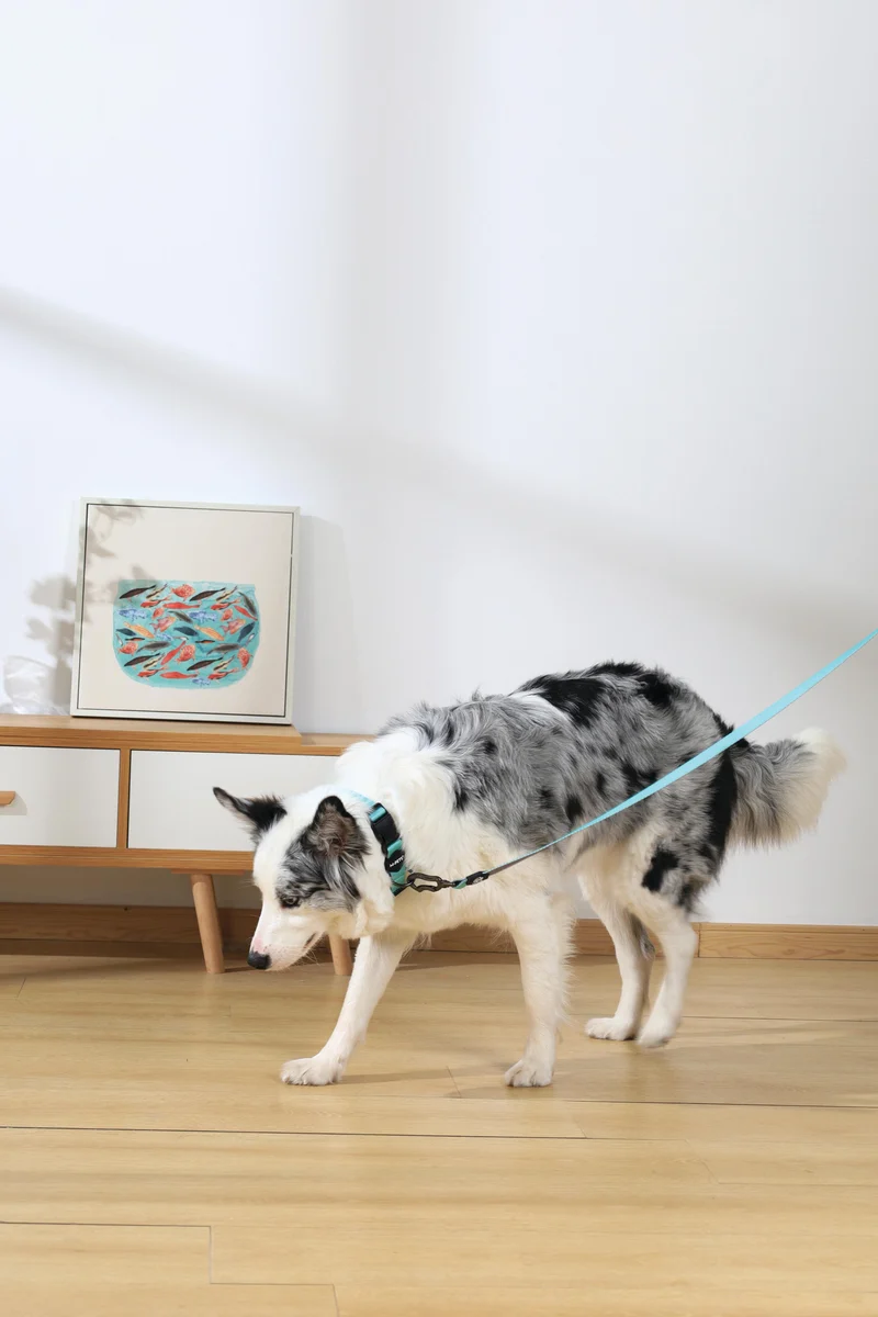GENTLE DOG Leash Green