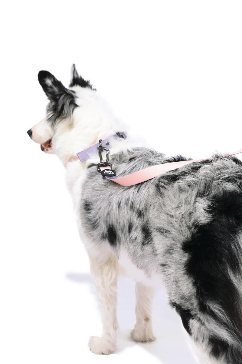 GENTLE DOG Leash Pink
