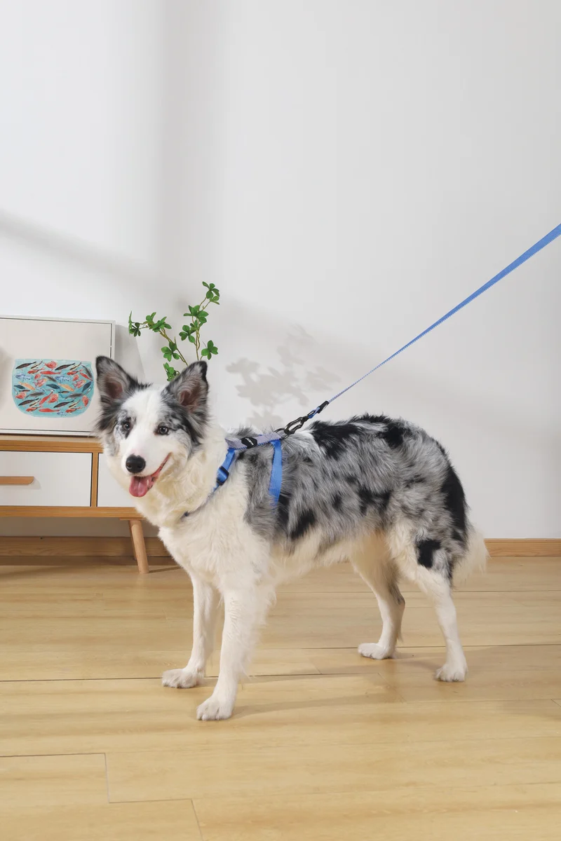 GENTLE DOG Leash Blue