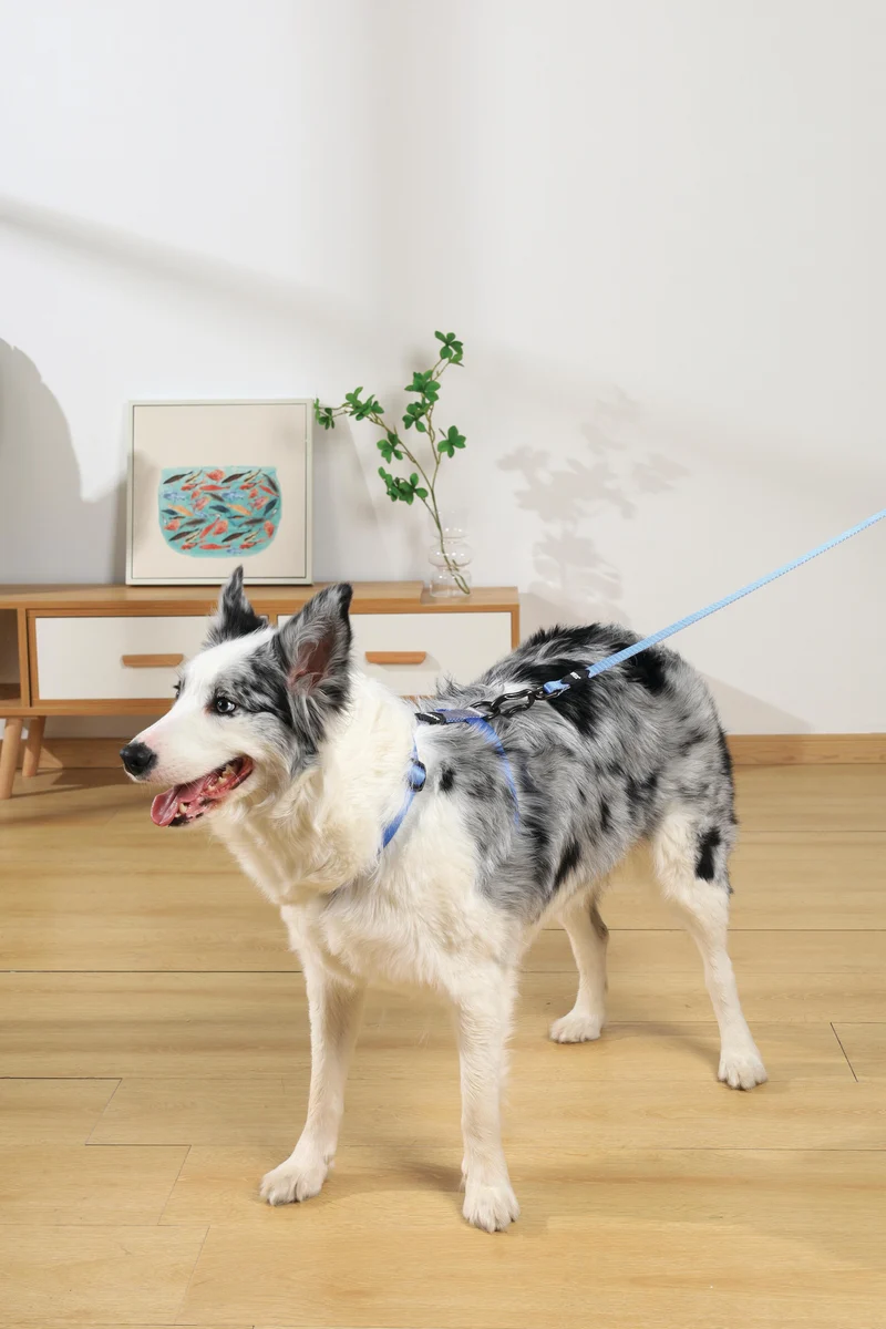 GENTLE DOG Harness Blue