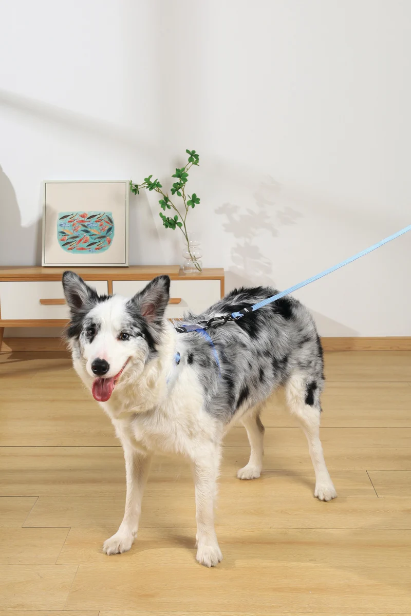 GENTLE DOG Harness Blue