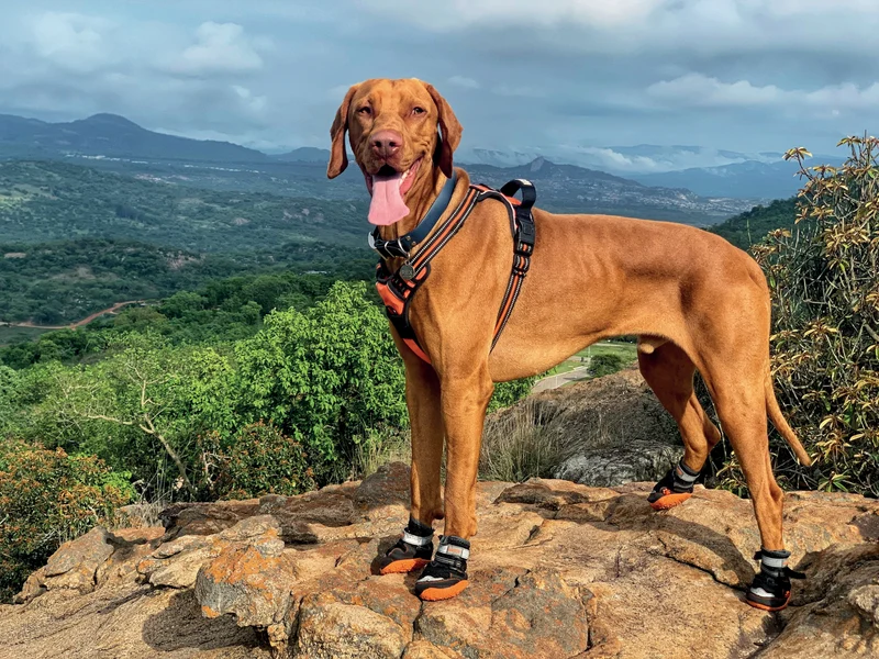 HIKING Dog Shoes