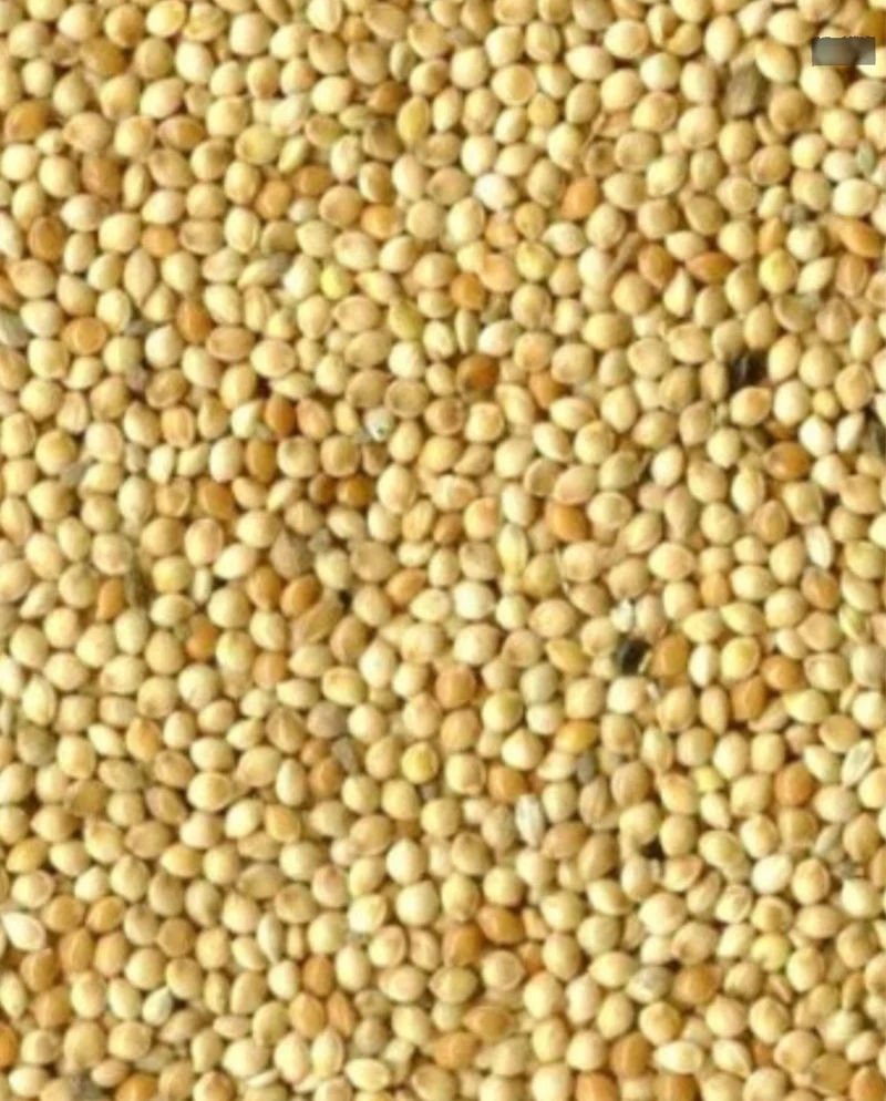 Blanco de semilla redonda ( mijo ) 25kg - Versele Laga