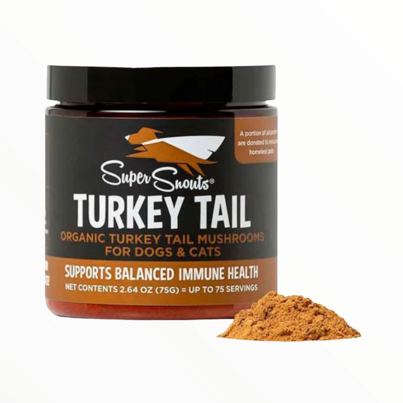 Turkey tail Hongo cola de pavo