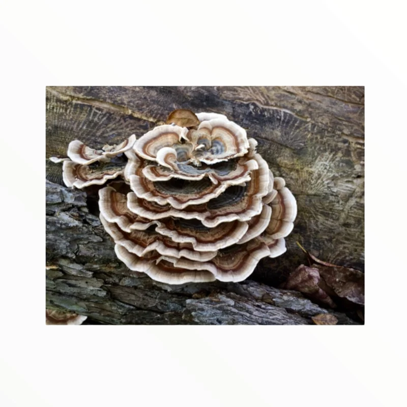Turkey tail Hongo cola de pavo