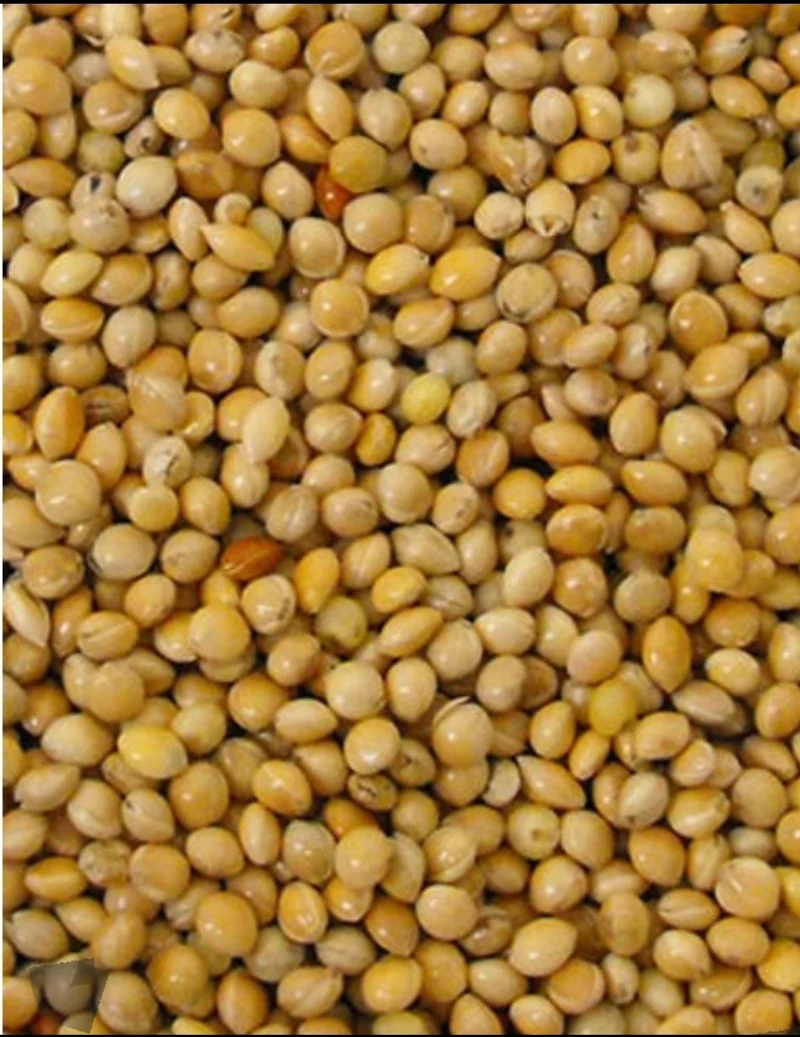 Roundseed Yellow ( mijo ) 25kg - Versele Laga